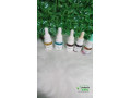 essencia-para-difusor-small-0