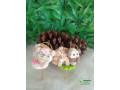 enfeites-para-cuia-small-4